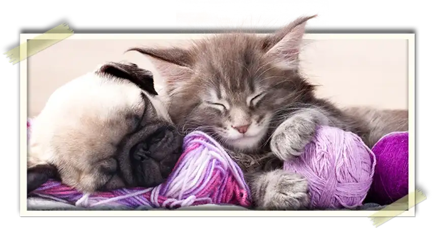 Pug and cat sleeping on balls of yarn.
