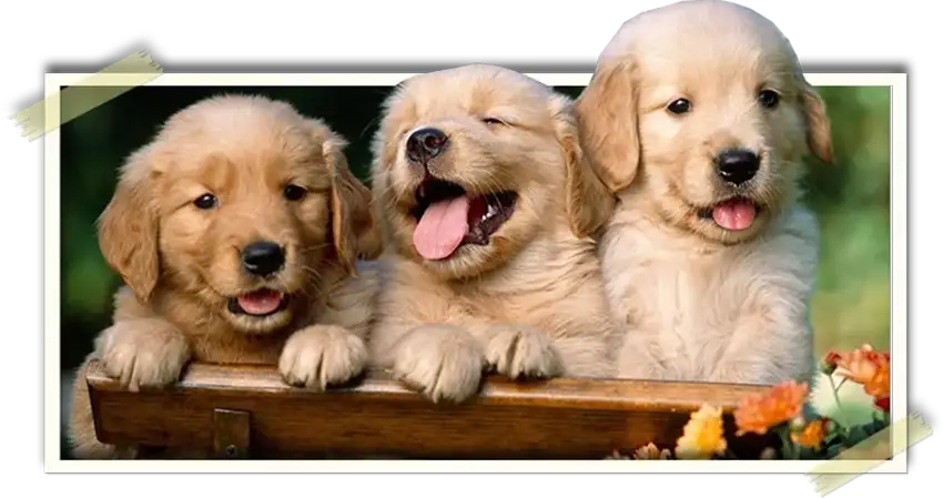 3 Golden Retriever puppies standing on a fence.