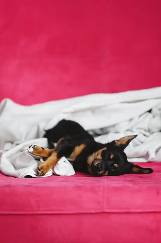 A cute puppy on a pink bed