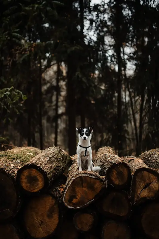 A small white dog sitting on a pile of felled wood in the forest
