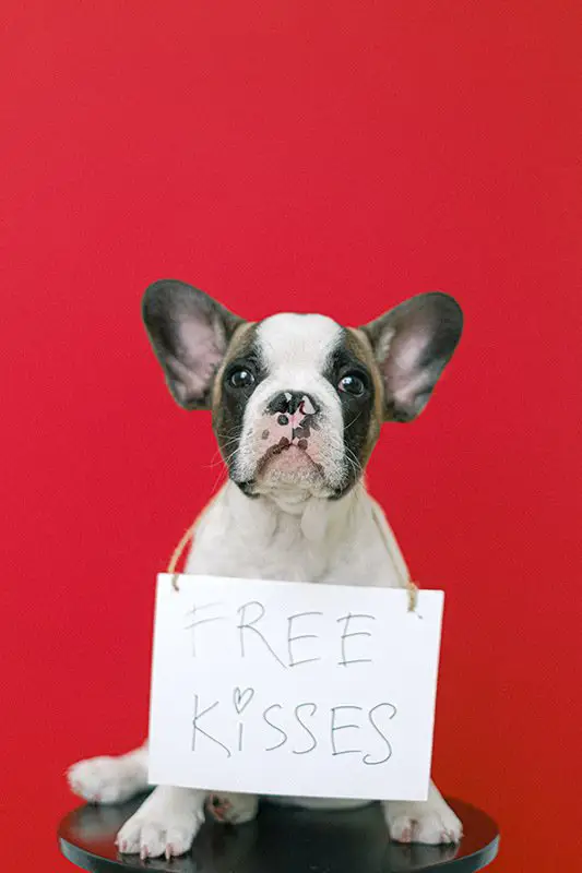 Small dog sitting on a stool holding a sign that says Free Kisses.