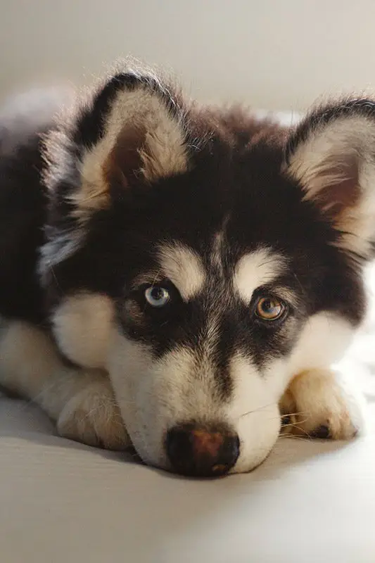 Husky puppy laying on the floor