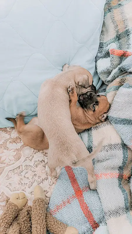2 small puppies playing on a bed