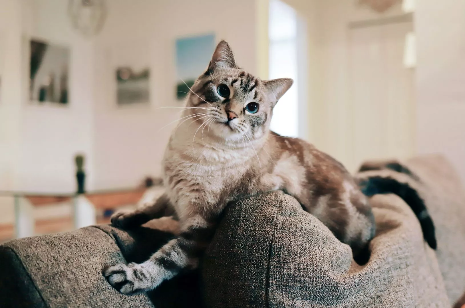 A lynx-point tabby cat on the back of a grey sofa.