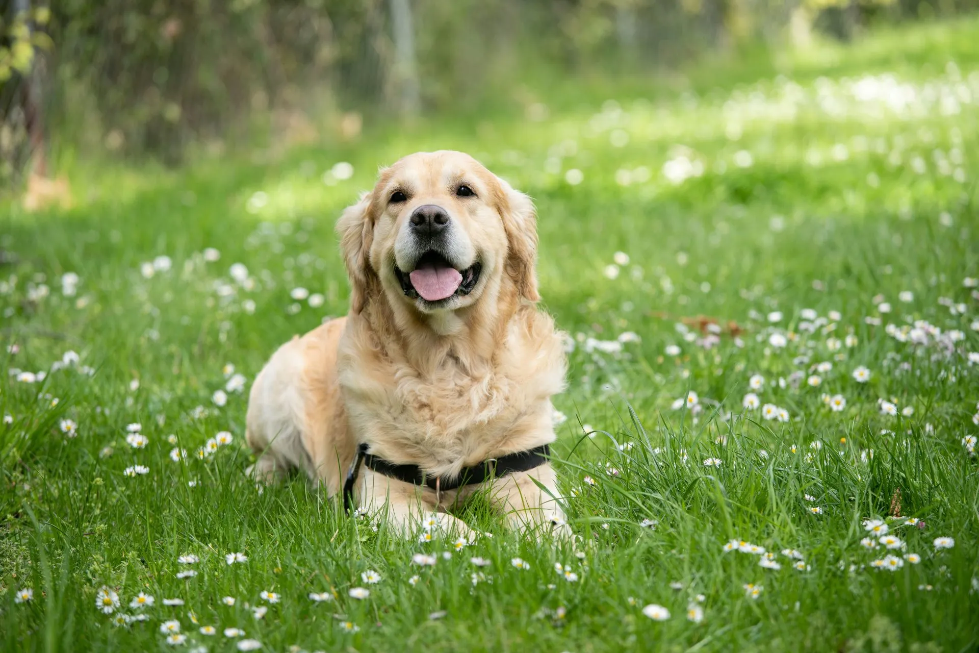 A light-golden Retriever wearing a black harness lies in a lush green meadow.