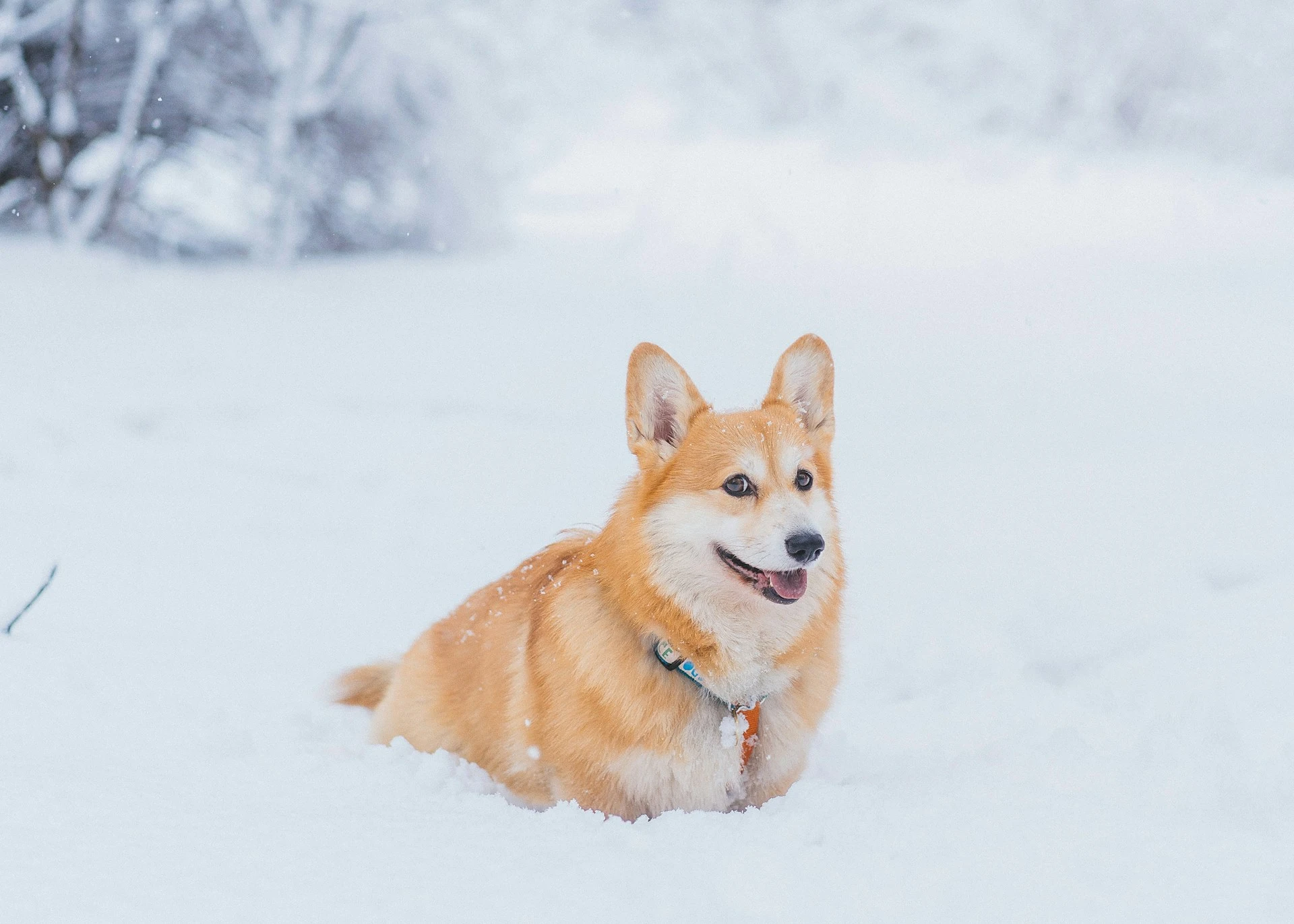 A Pembroke Welsh Corgi sits in white snow.