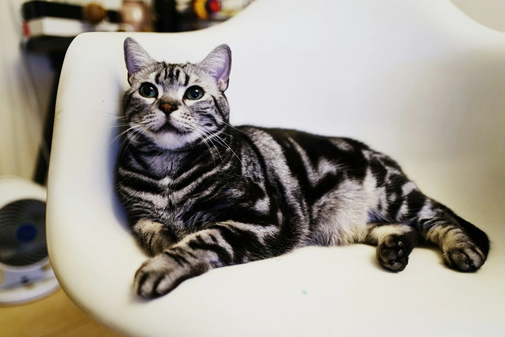 A silver American Shorthair cat rests in a white modern chair.