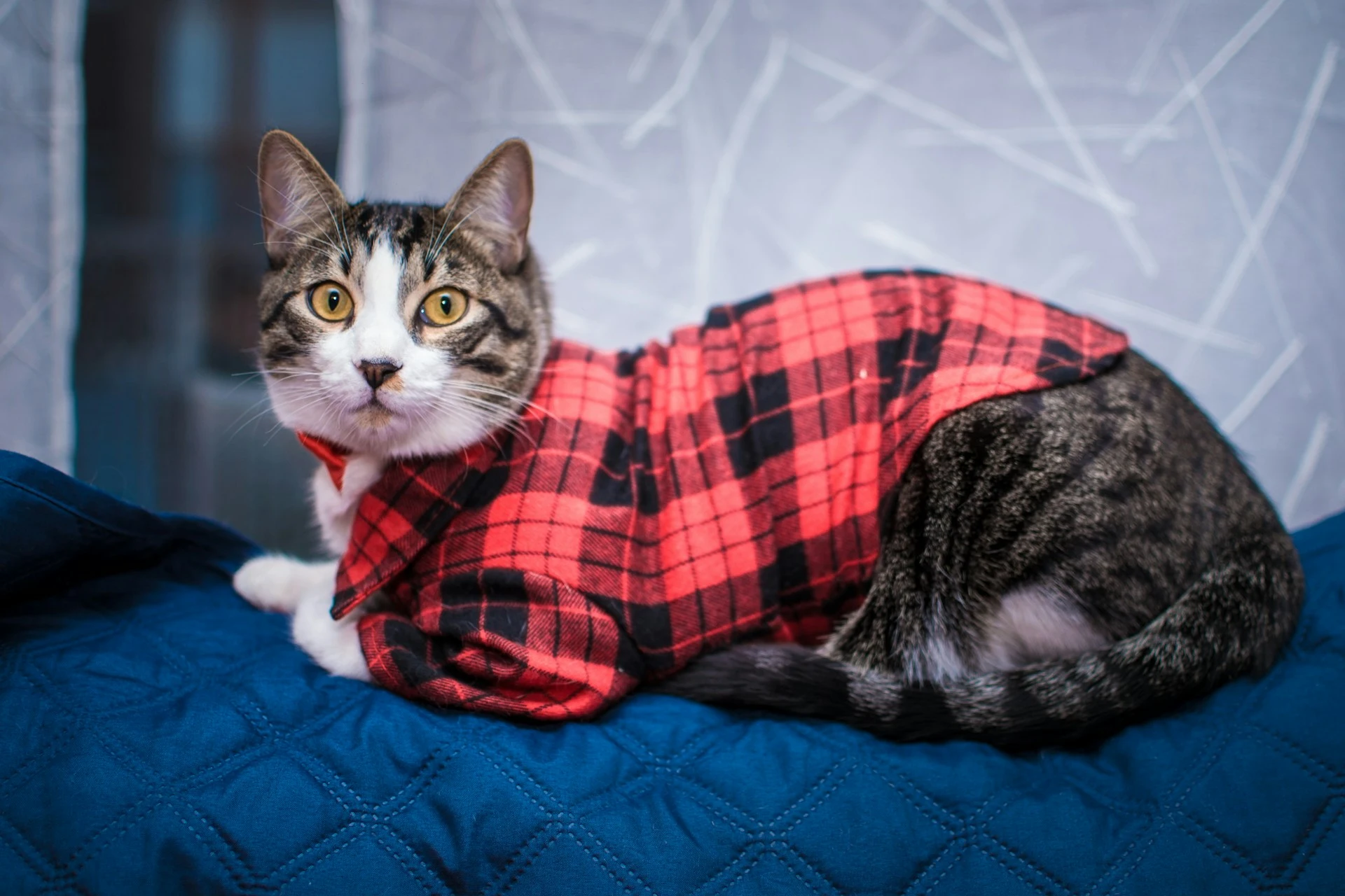 A tabby cat wearing a red and black plaid shirt lies on a blue quilted surface.