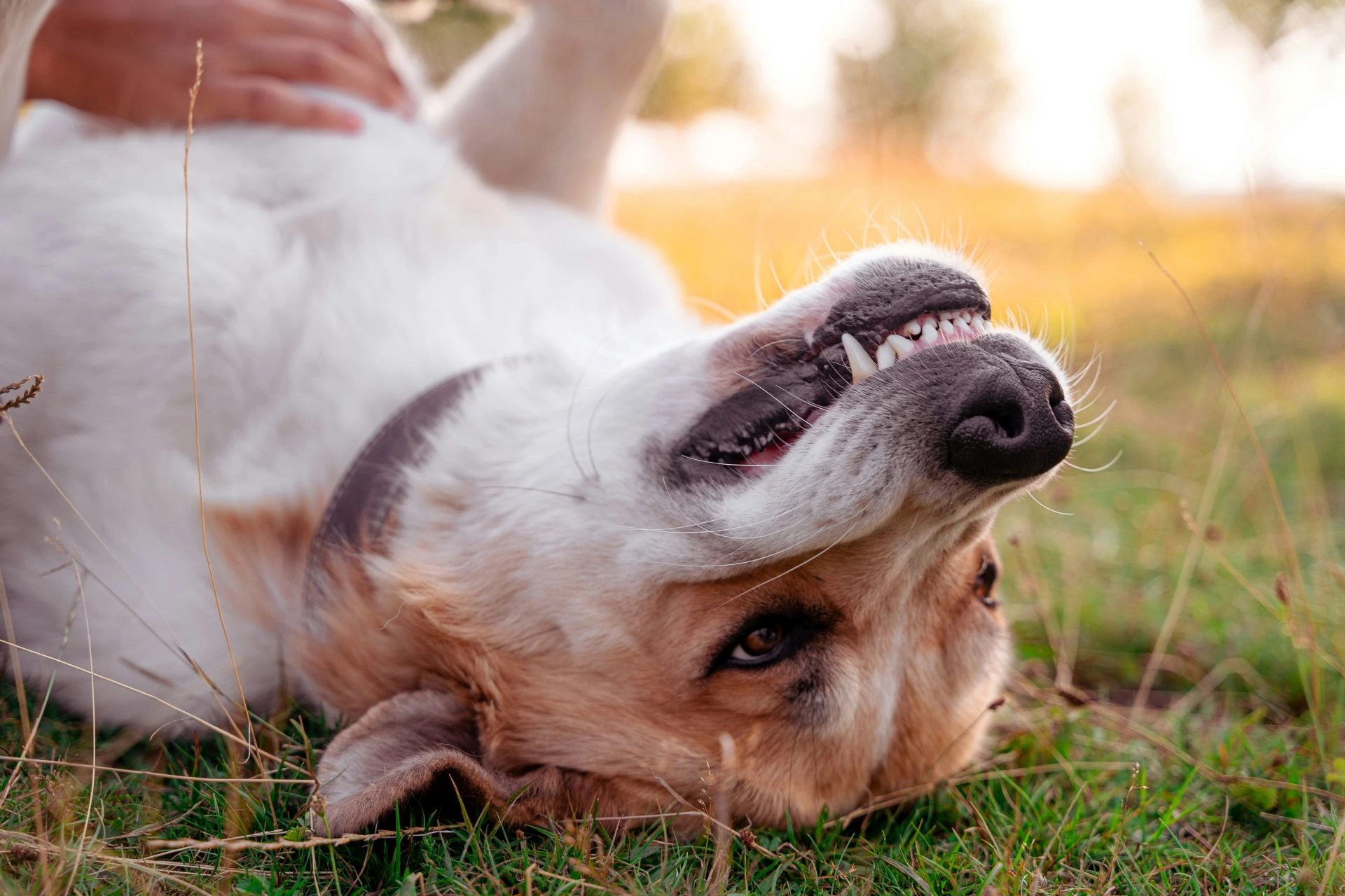 A dog lies upside down in the grass while showing its teeth in a playful grin.