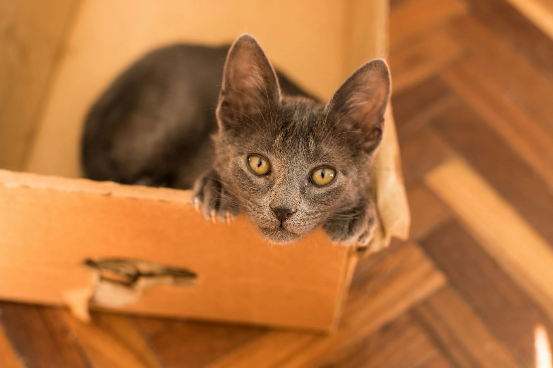 A grey kitten peeks over the edge of a cardboard box.