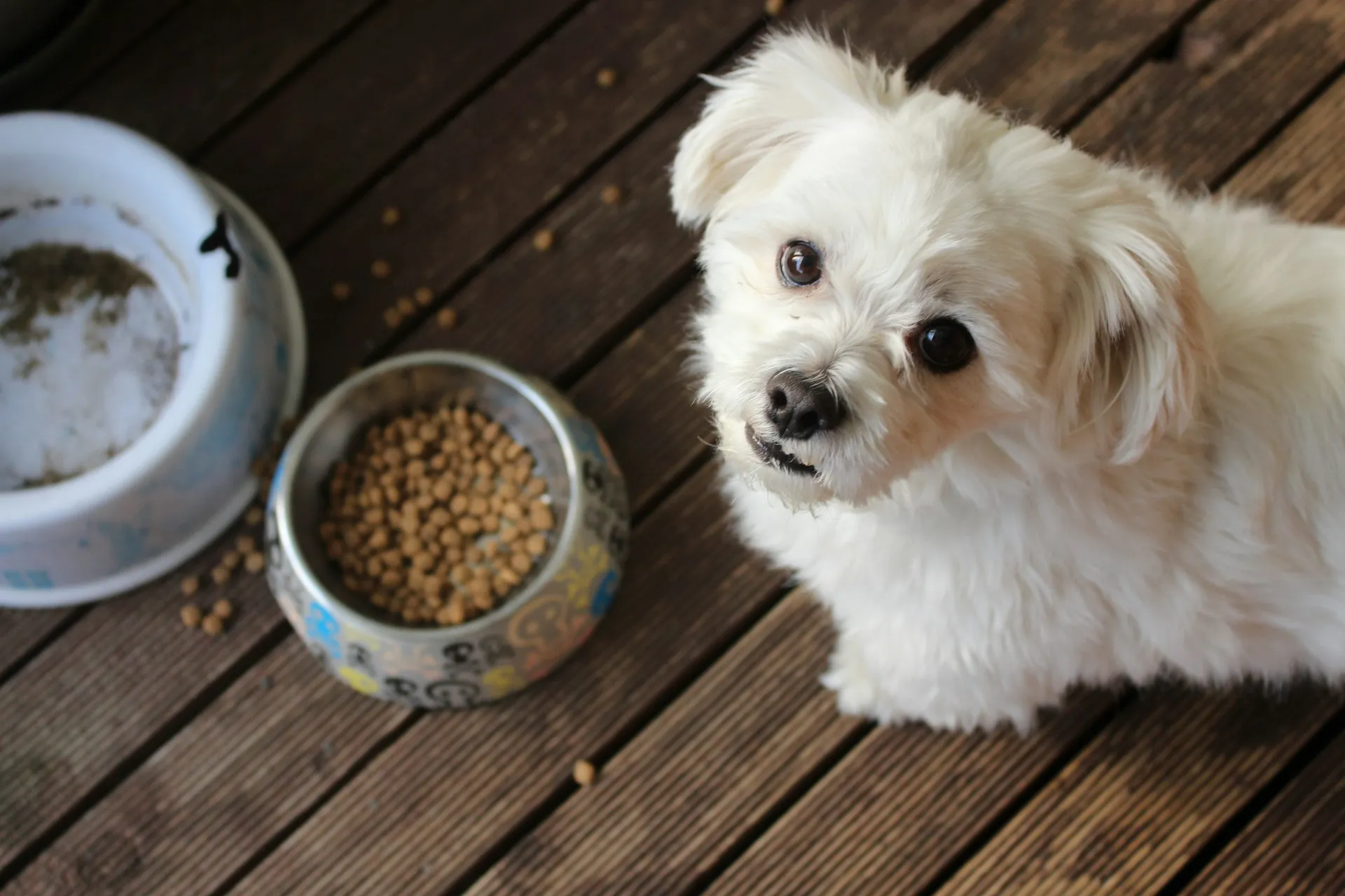 A white dog sits on a wooden deck next to its food bowl.