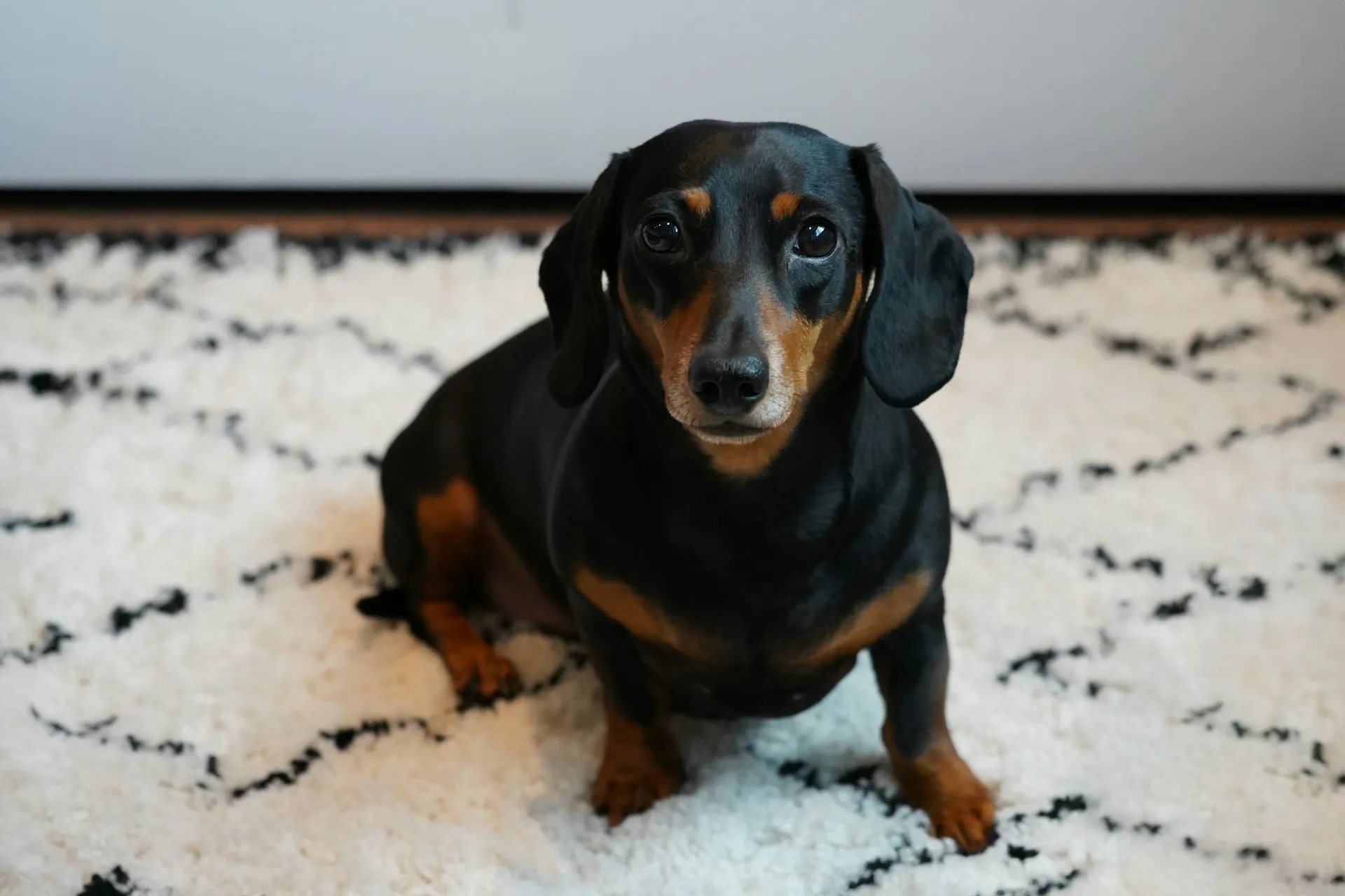 A black and tan Dachshund sits on a white shag rug.